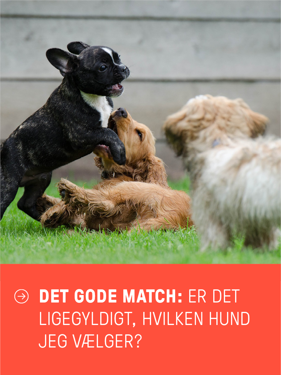 Hvor Mange Hunde Må Man Eje
